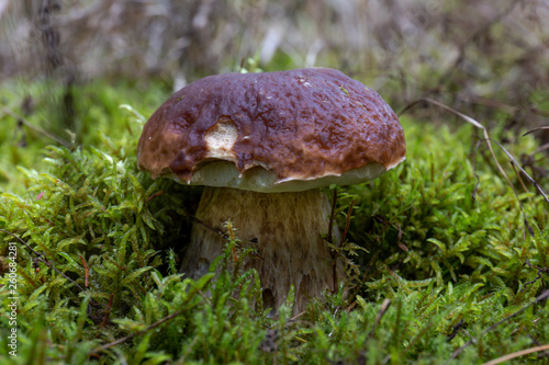 Mushroom amazing forest