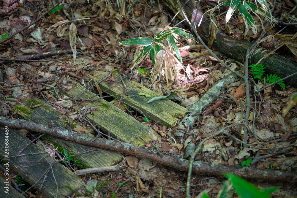 Naklejka premium スッカン沢