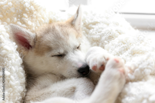Cute Husky puppy sleeping at home