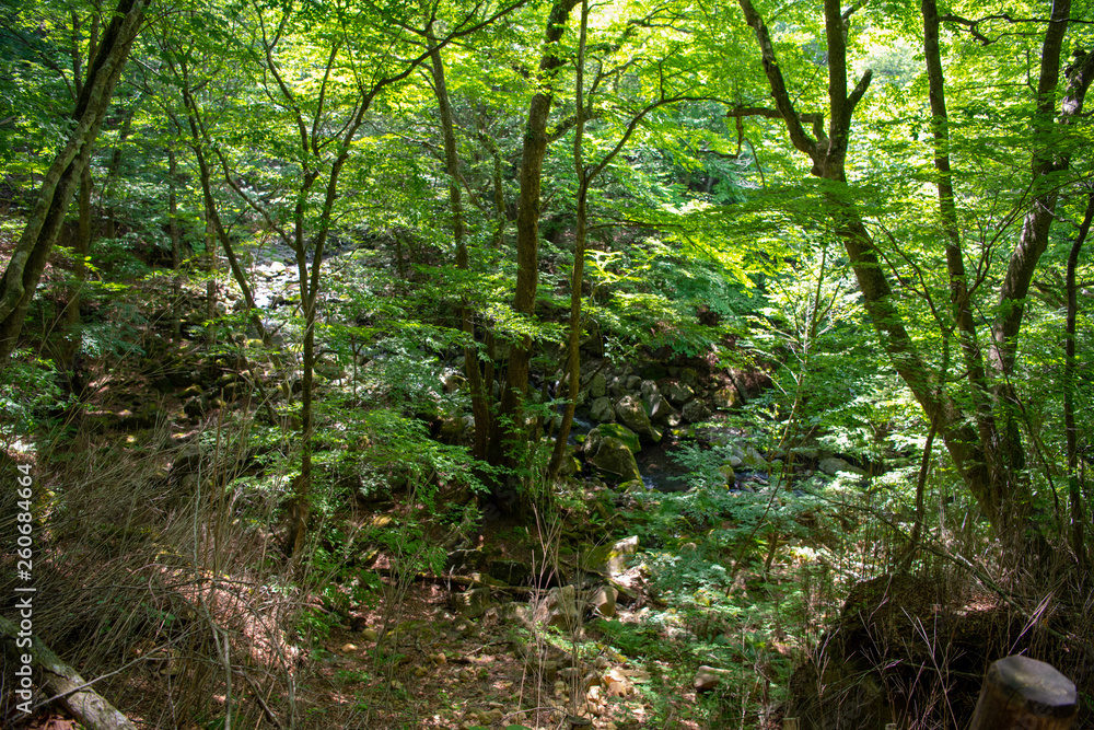 Obraz premium スッカン沢