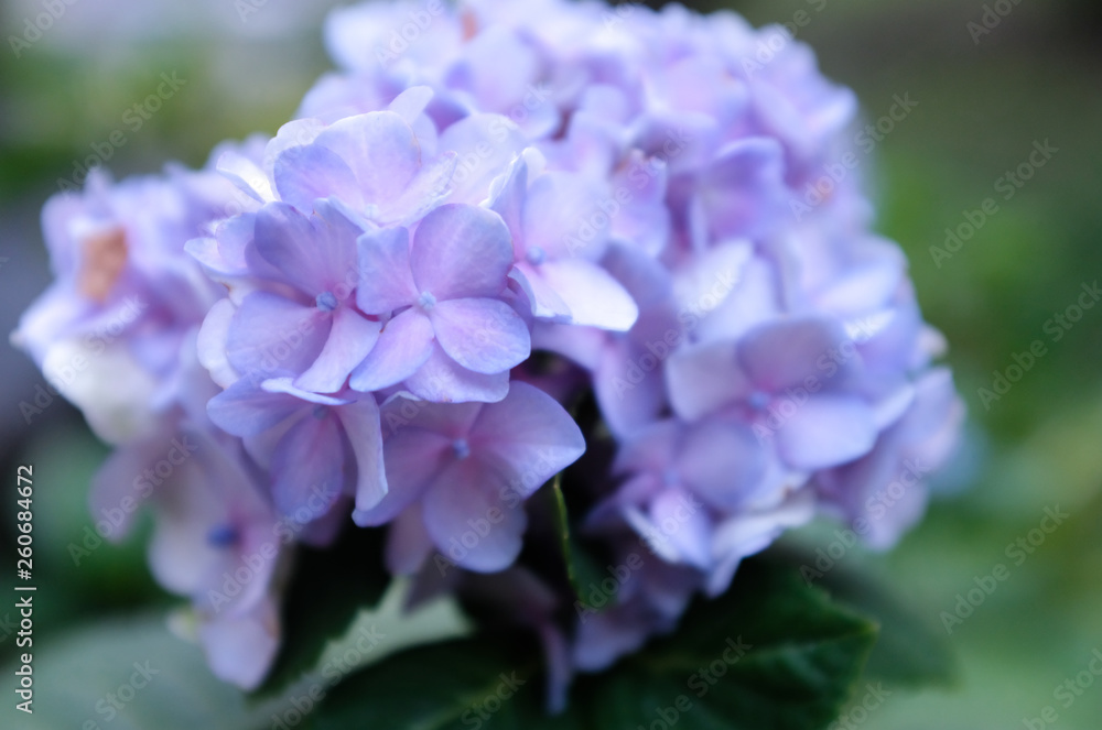Close up of beautiful blue purple Hydrangea flower bouquet in outdoor garden with blurred green leaves in background. Selective focus. Close up of beautiful blue purple Hydrangea flower bouquet in outdoor garden with blurred green leaves in background. Selective focus.