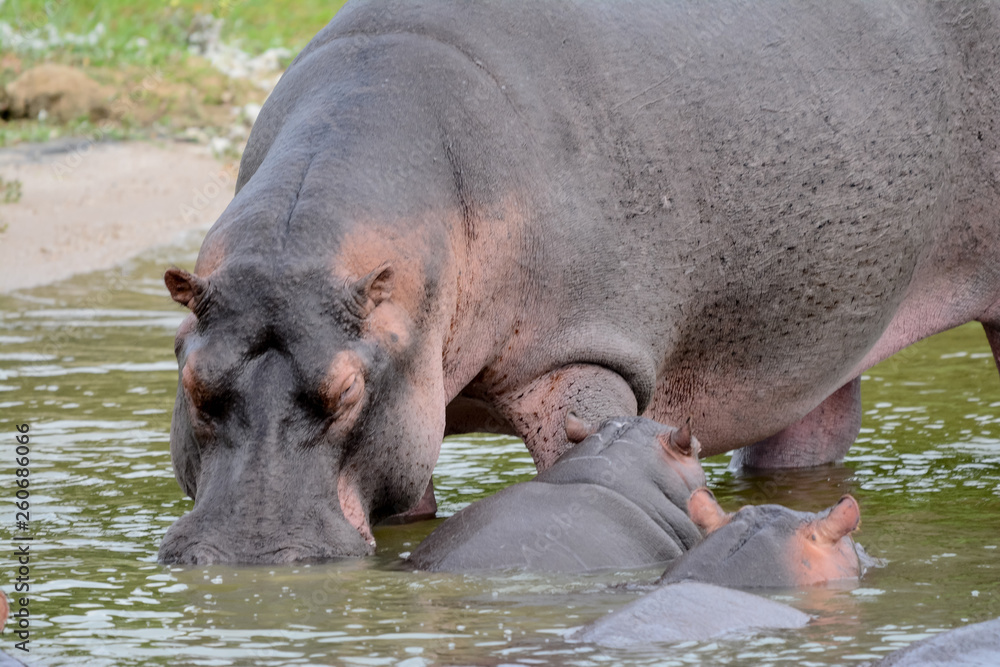 Family hippopotamus in the river