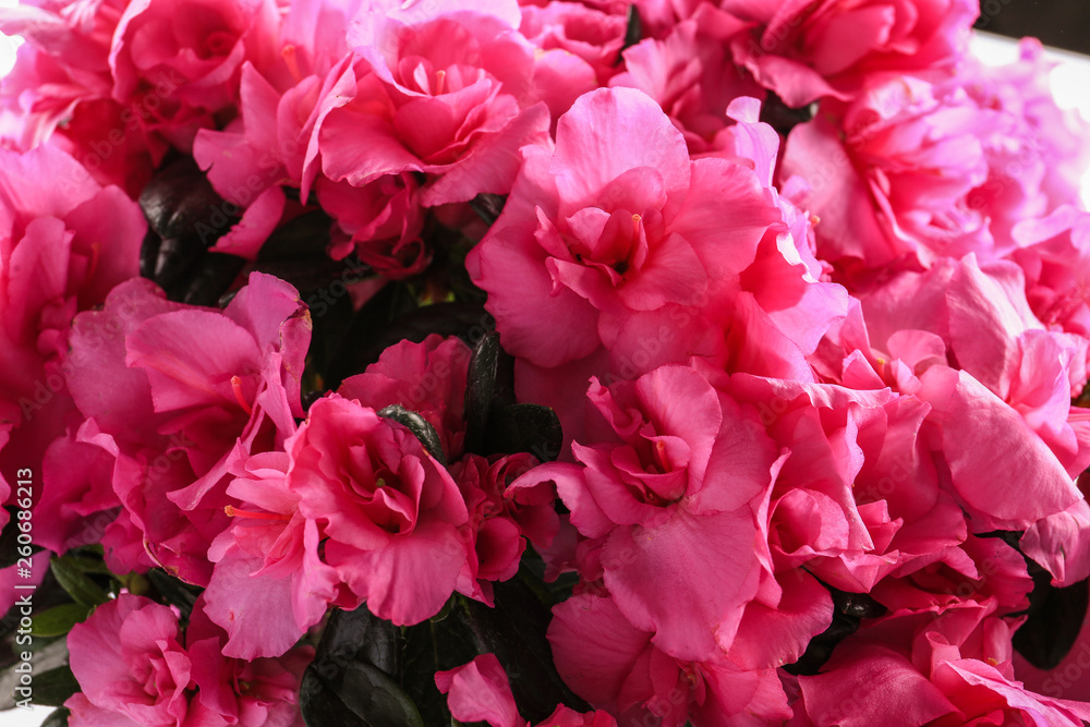 Beautiful azalea flowers, closeup