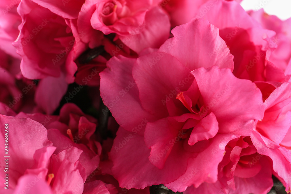 Beautiful azalea flowers, closeup