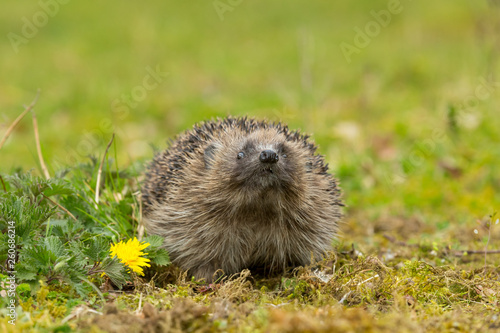 Hedgehog in Springtime with yellow dandelion and head raised