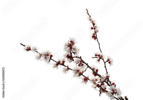 Beautiful blossoming branches on white background © Pixel-Shot