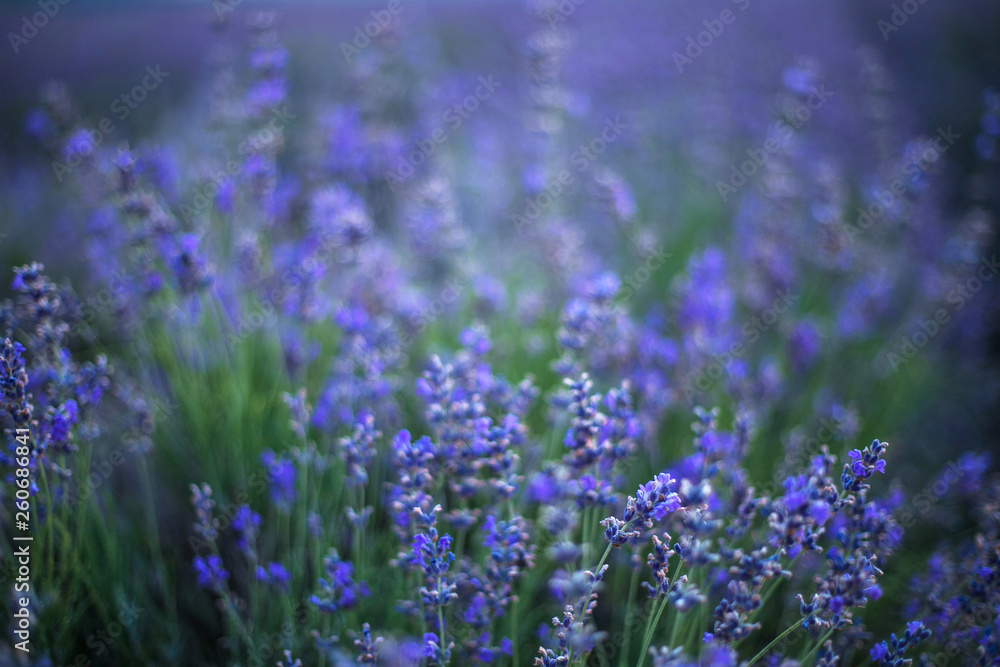 Obraz premium Lavender flowers in a soft focus and blur background.