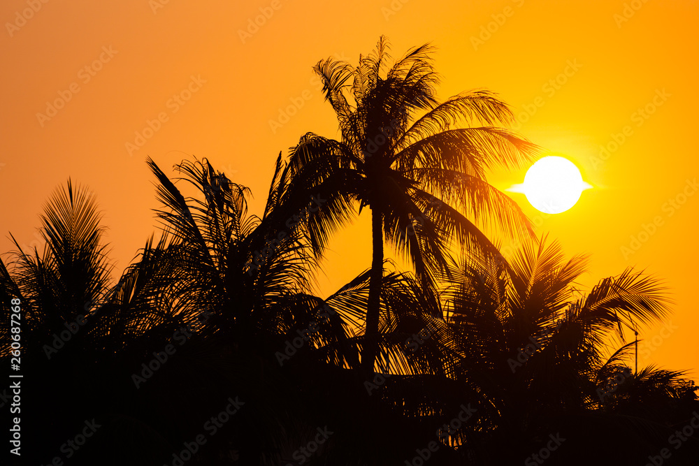 Coconut tree at sunset