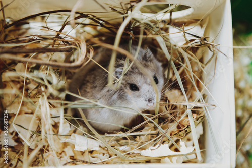 Hamster in his house