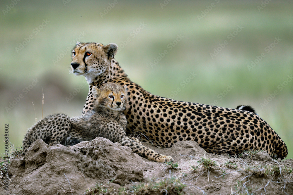 Fototapeta premium Cheetah