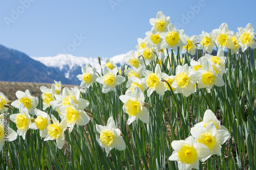 雪山とスイセン