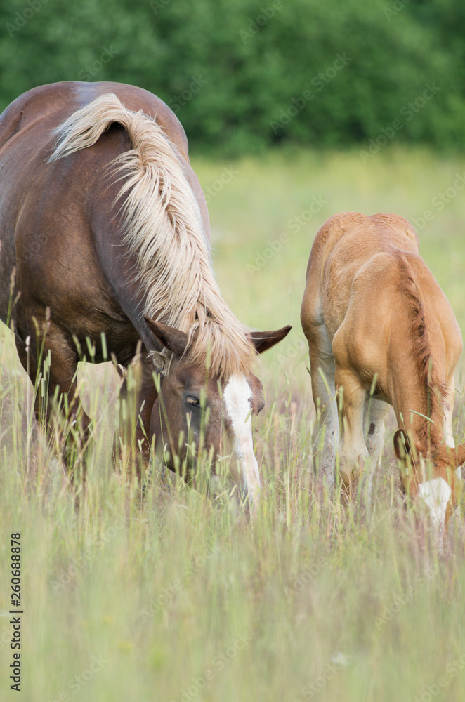 Pregnant horse and foal bowed their heads and chew grass on a green meadow Pregnant horse and foal bowed their heads and chew grass on a green meadow