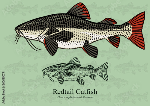 Redtail Catfish. Vector illustration with refined details and optimized stroke that allows the image to be used in small sizes (in packaging design, decoration, educational graphics, etc.)