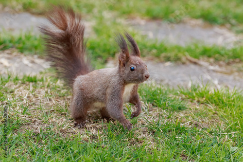 Squirrel on the grass