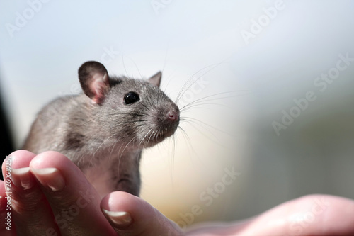 Cute little rat with mustache on woman's hand close up