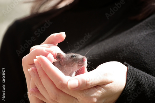 Cute little rat on woman's hands