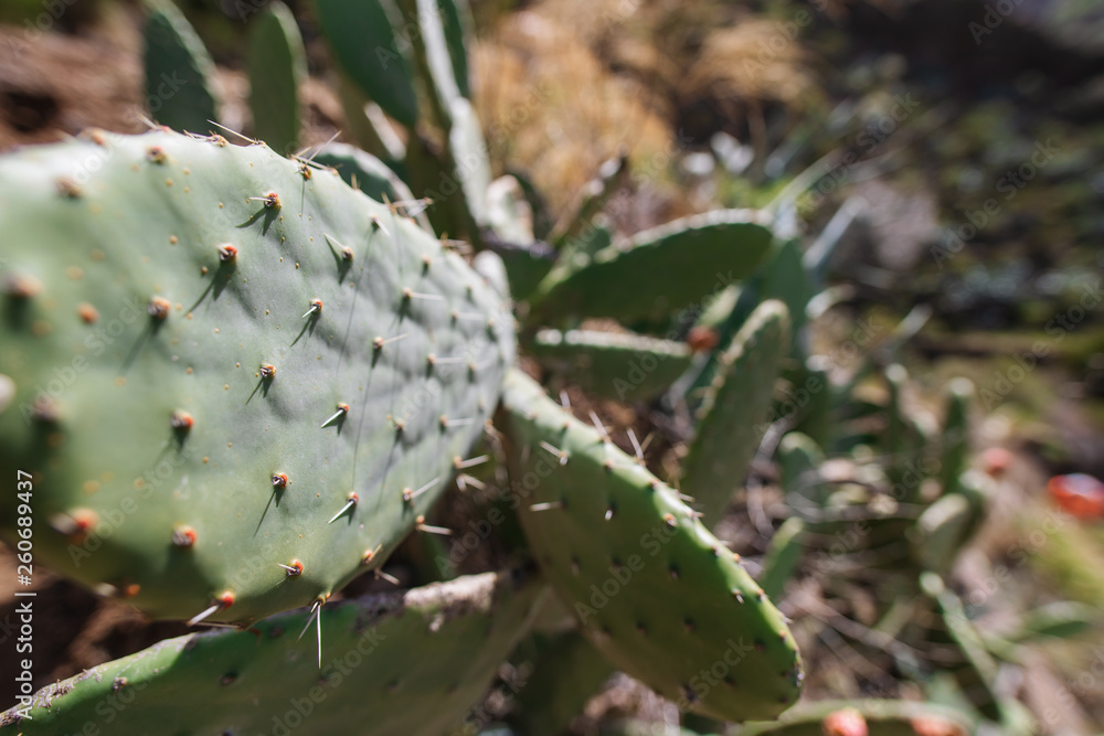 Opuntia ficus-indica. Prickly pear, indian fig. Ripe tasty fruits. Cactus close-up shot Opuntia ficus-indica. Prickly pear, indian fig. Ripe tasty fruits. Cactus close-up shot