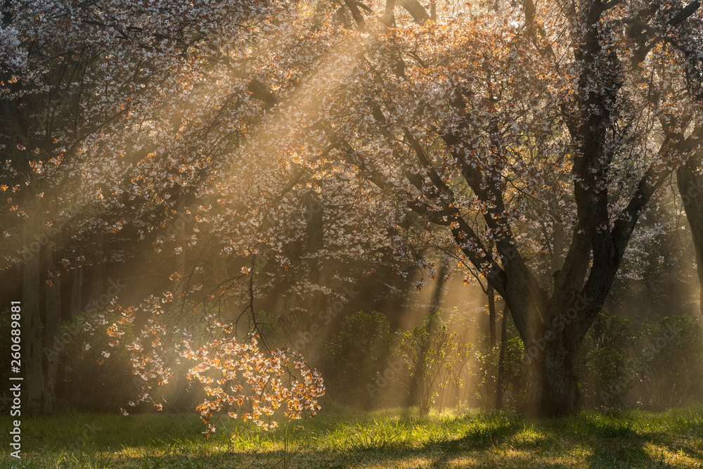 Fototapeta premium 朝日差す紫雲出山の桜