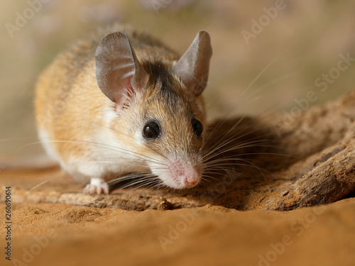 Foto Close-up female spiny mouse  (Acomys cahirinus) hiding behind the snag in the sand