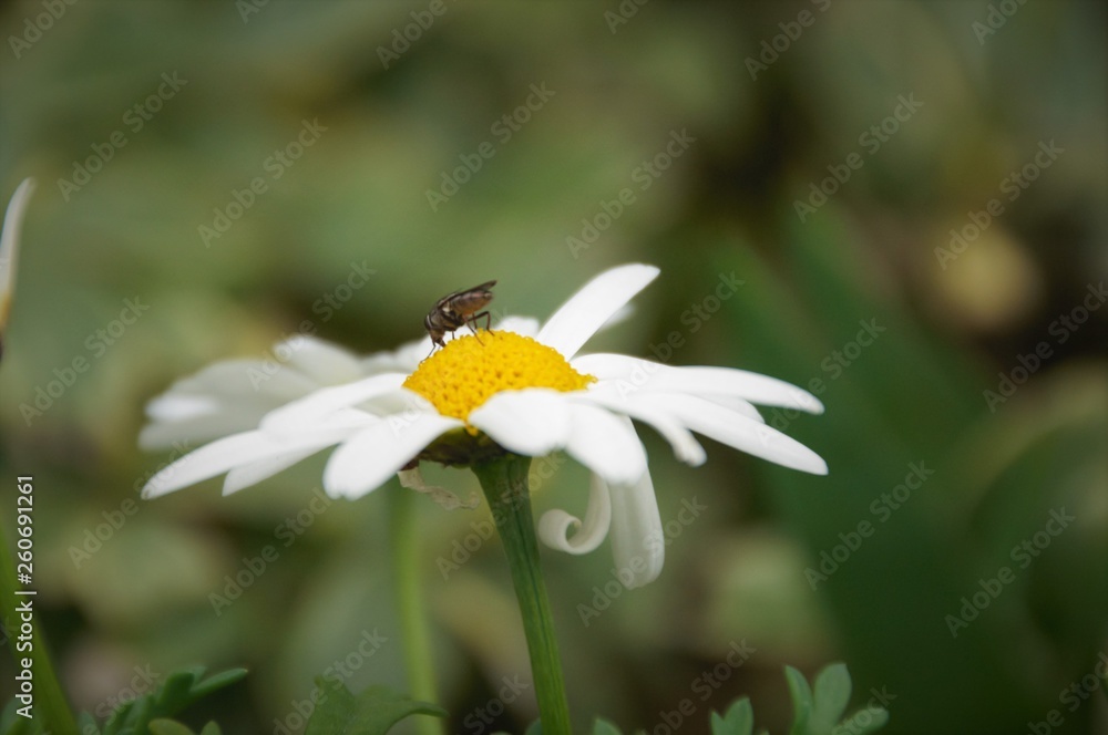 Obraz premium 一輪の蜜