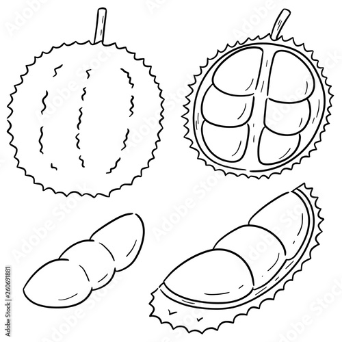 vector set of durian