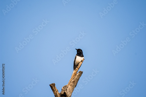 bird, nature, wildlife, black, tree, animal, sky, wild, branch, rook, white, fly, blue, beak, birds, flying, magpie, corvus, flight, feather, soaring