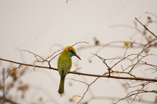 bird, bee-eater, bee, animal, green, nature, wildlife, eater, colorful, merops, branch, wild, beak, blue, color, yellow, beautiful, feather, red, senegal, merops apiaster, thailand, birds, apiaster, e