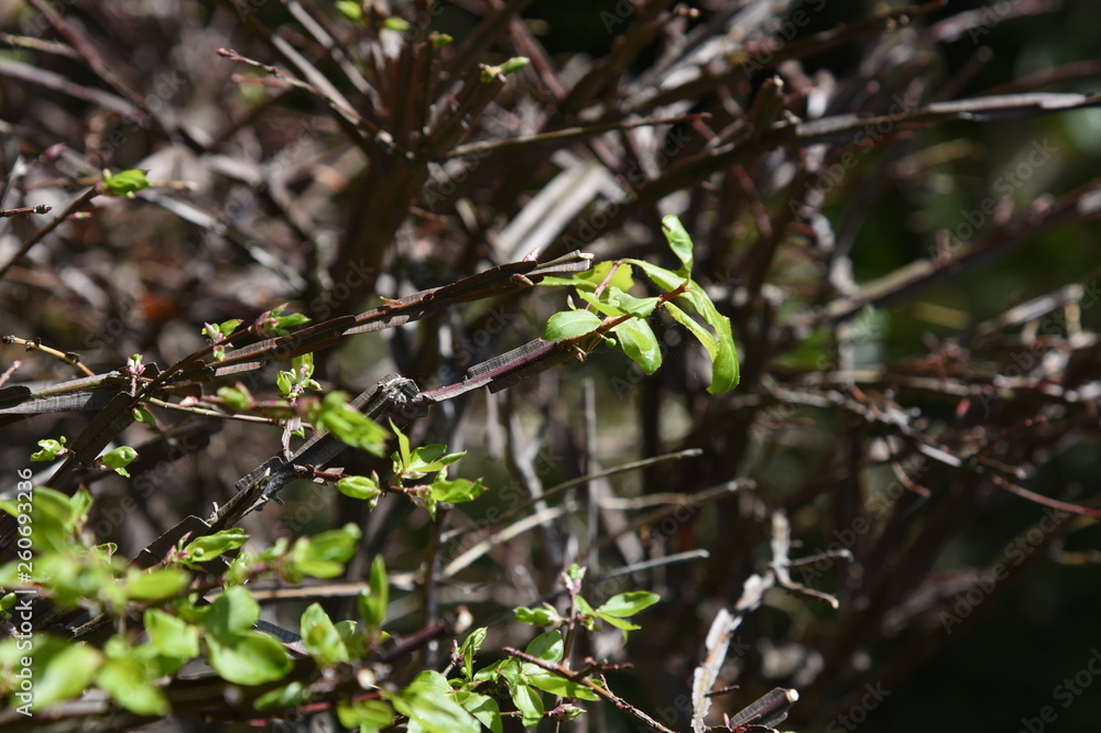Winged spindle tree (Euonymus alatus)