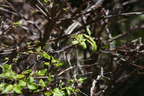 Winged spindle tree (Euonymus alatus)