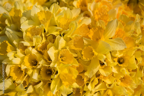 Beautiful yellow daffodils background texture