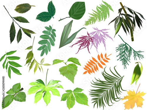 large collection of isolated color plant leaves