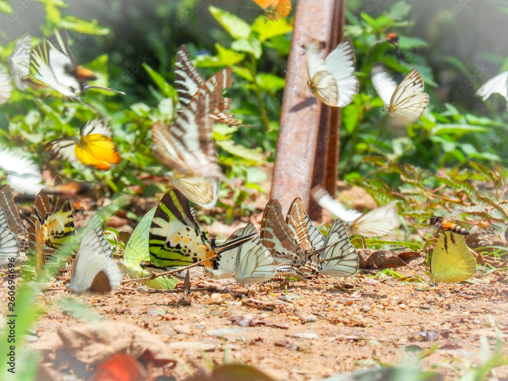 Beautiful on Butterfly with blur background and group of butterflies on surface ground. Insect world Bankrang camp, Phetchaburi province, Thailand National Park. Beautiful on Butterfly with blur background and group of butterflies on surface ground. Insect world Bankrang camp, Phetchaburi province, Thailand National Park.