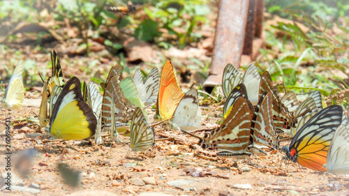 Beautiful on Butterfly with blur background and group of butterflies on surface ground. Insect world Bankrang camp, Phetchaburi province, Thailand National Park. photo