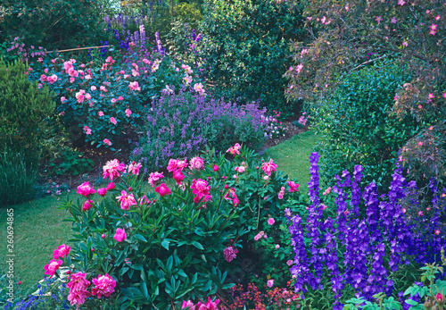 Fototapeta Naklejka Na Ścianę i Meble -  Pink roses and peonies making a colourful border in a country garden