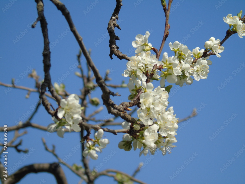 Liguria, Italy – 04/03/2019: Beautiful caption of the fruits tree and other different plants with first amazing white and yellow flowers in the village and an incredible blue sky in the background. Liguria, Italy – 04/03/2019: Beautiful caption of the fruits tree and other different plants with first amazing white and yellow flowers in the village and an incredible blue sky in the background.