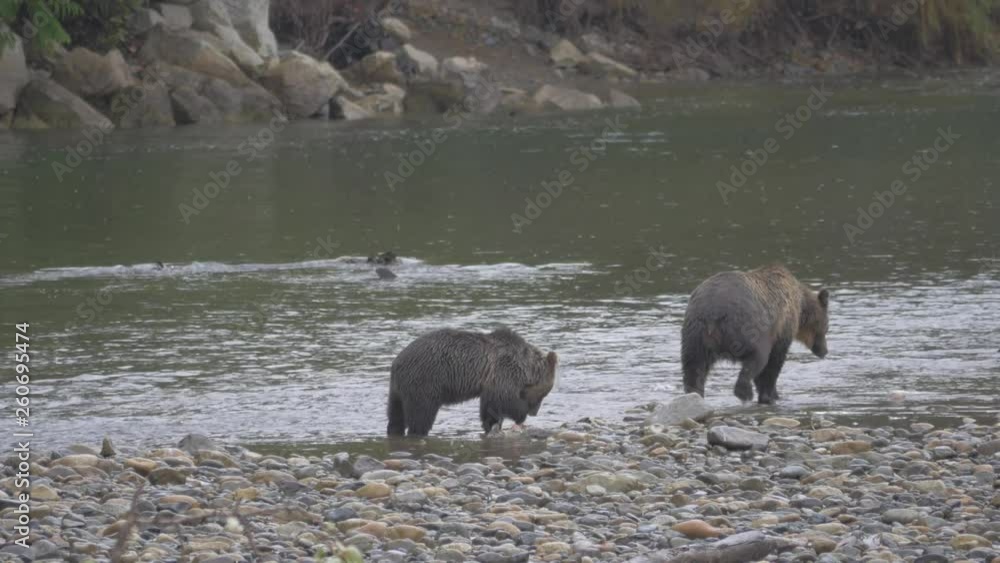 Close Up: Two Grizzly Bears Walking In Shallow River Water in Bella Coola, British Columbia Close Up: Two Grizzly Bears Walking In Shallow River Water in Bella Coola, British Columbia