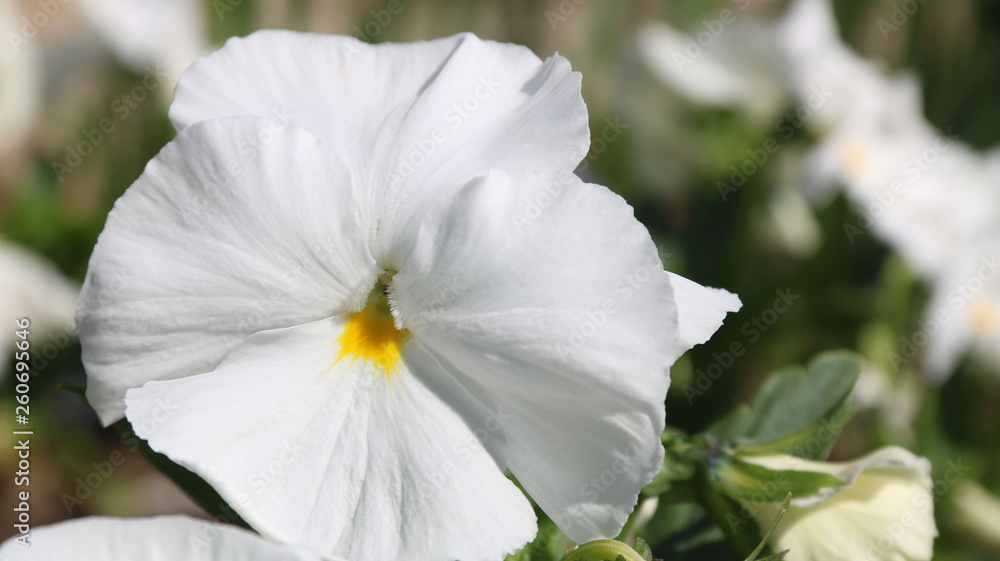 Pansy is a amazing flower and its colour combination is great. Viola tricolor var. hortensis. Viola Wittrockianna - Pansy. Pansy is a amazing flower and its colour combination is great. Viola tricolor var. hortensis. Viola Wittrockianna - Pansy.