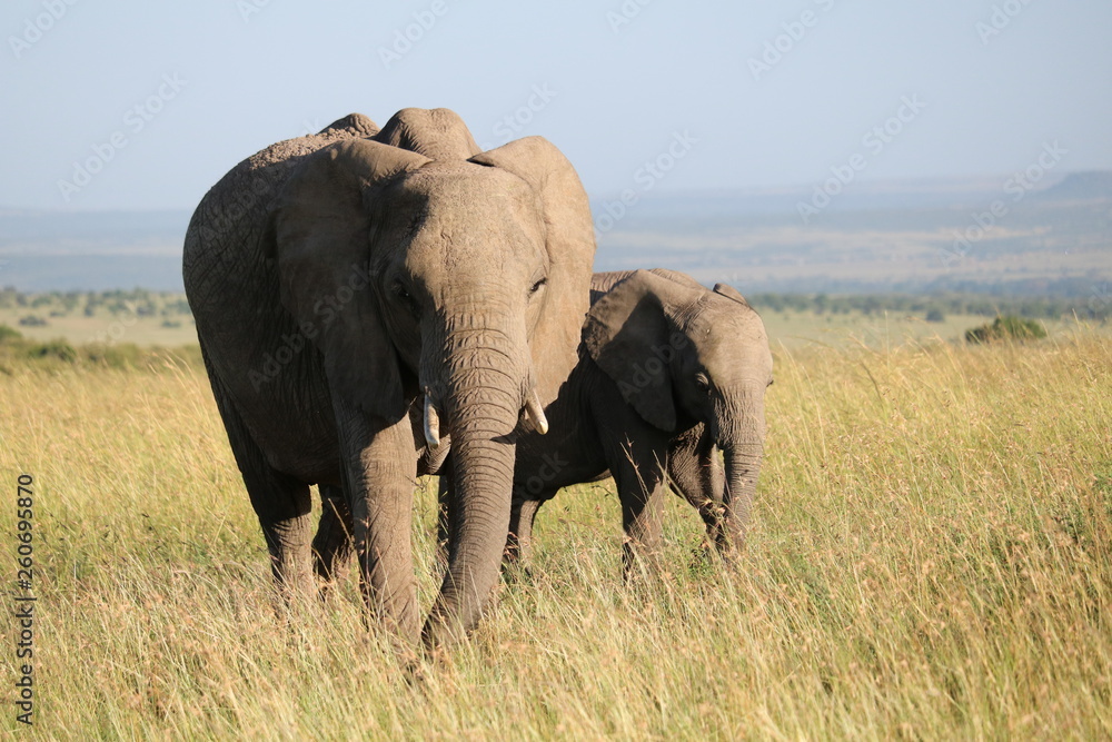 Fototapeta premium Elephant Masai Mara Africa