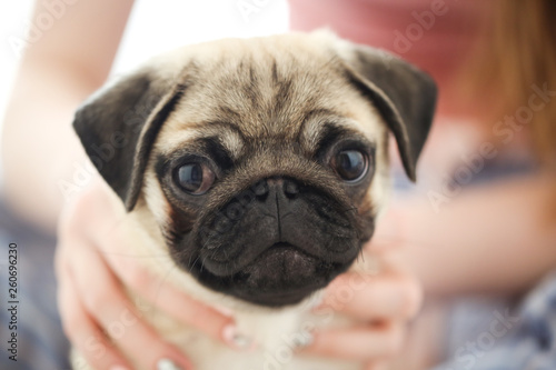 Girl and pug at home in casual in bedroom,daylight