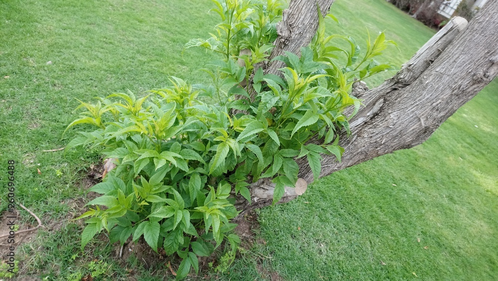 Obraz premium Spring Flowers Gardens