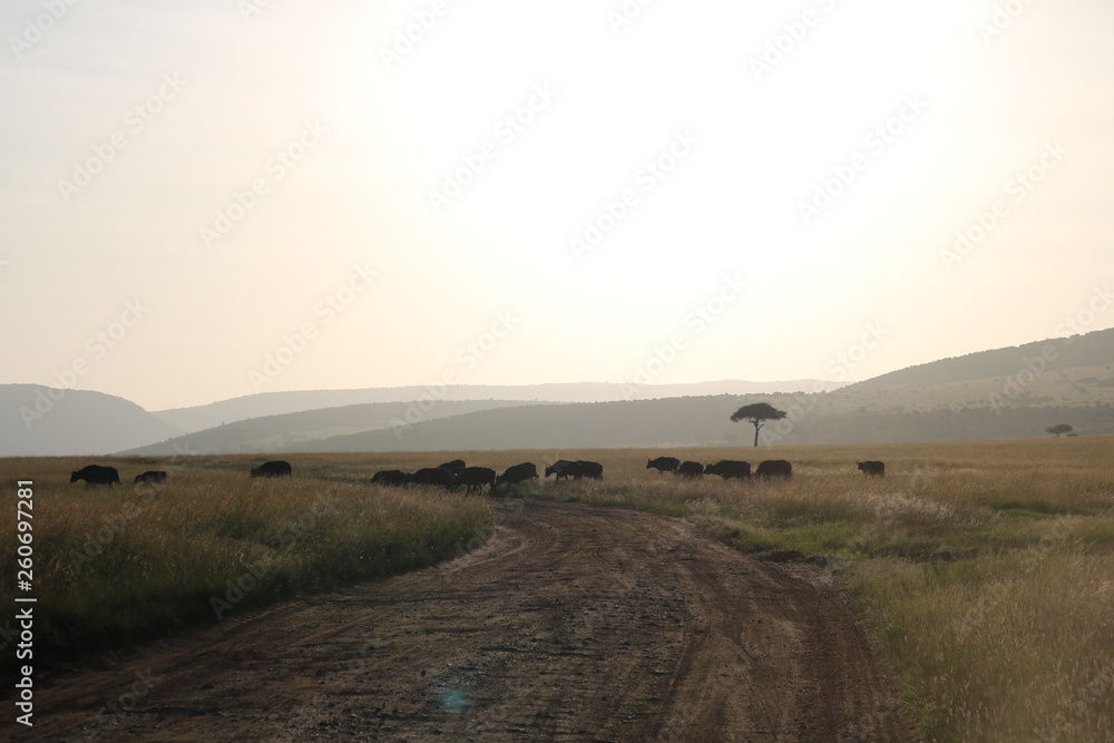 Fototapeta premium Landscape Masai Mara Africa