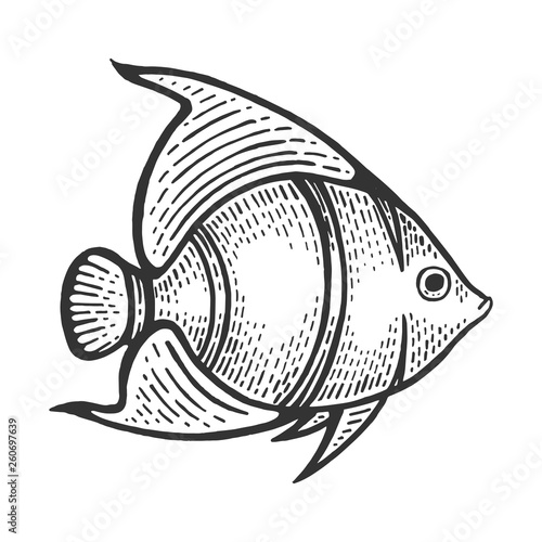 Angel fish animal sketch engraving vector illustration. Scratch board style imitation. Black and white hand drawn image.