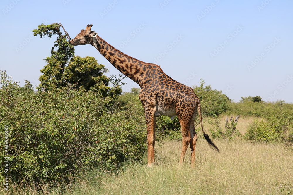 Obraz premium Giraffe Masai Mara Africa