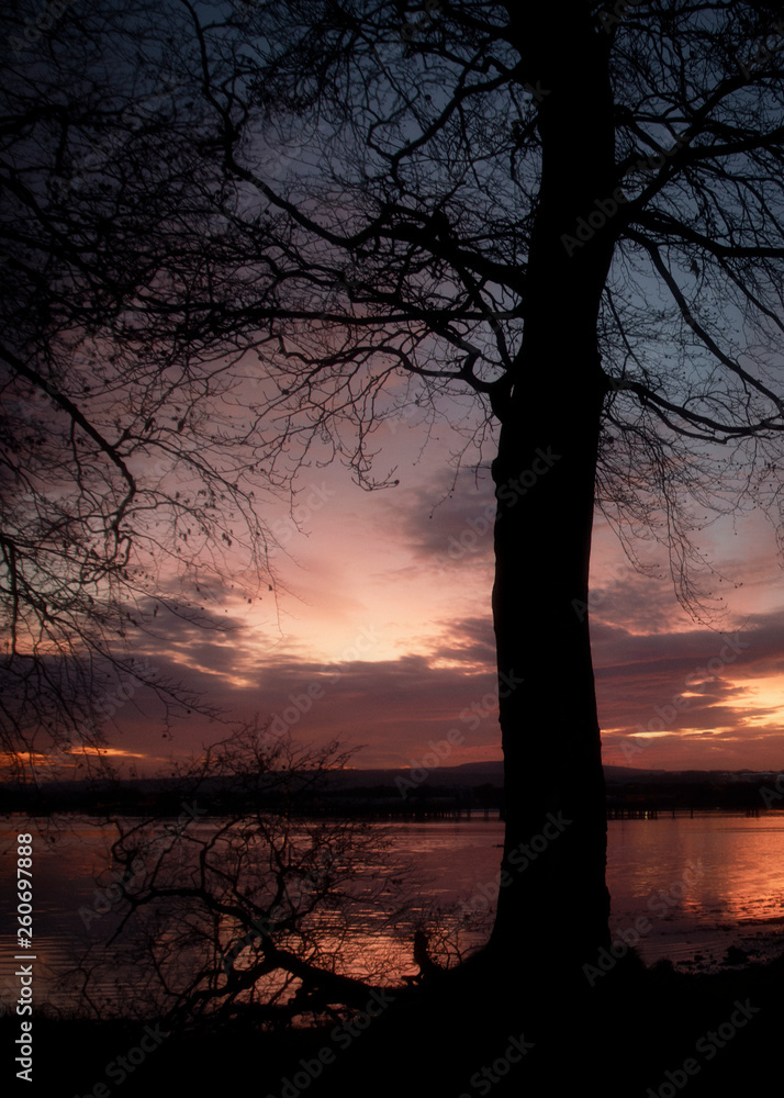 Naklejka premium Tree sunrise 