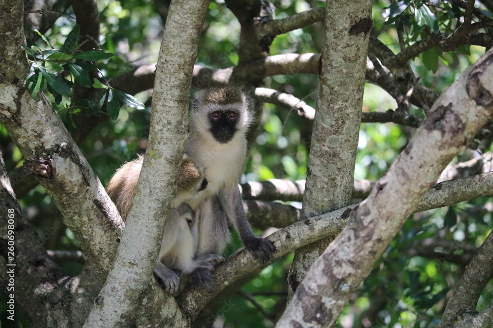 Fototapeta premium Monkey Masai Mara Africa