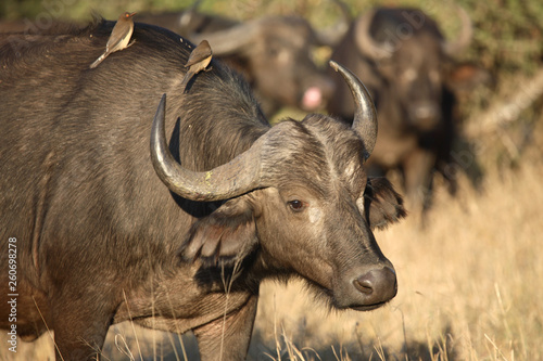 Kaffernbüffel und Rotschnabel-Madenhacker / Buffalo and Red-billed oxpecker / Syncerus caffer et Buphagus erythrorhynchus