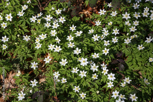 Anemone sylvestris - White flowers in the forest