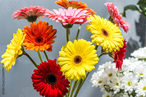 Bouquet of multicolored gerberas close-up on a gray background