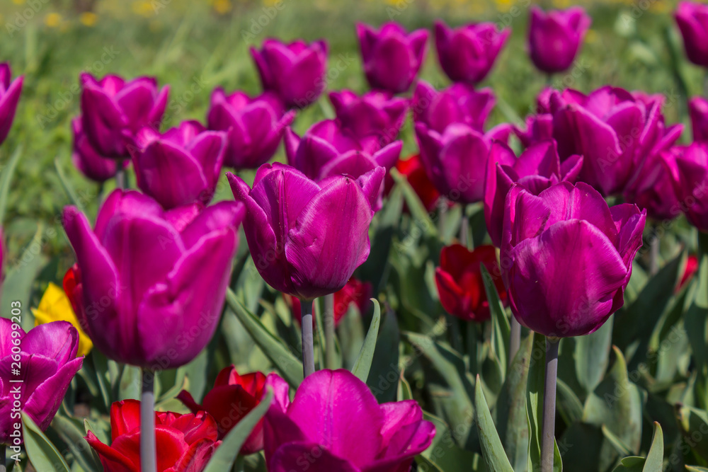 The tulip is a perennial, bulbous plant with showy flowers in the genus Tulipa The tulip is a perennial, bulbous plant with showy flowers in the genus Tulipa