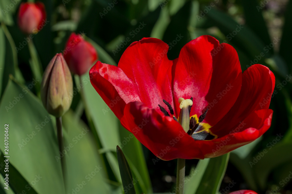 Red parrot tulip flower close-up using shallow focus in soft lighting. Red parrot tulip flower close-up using shallow focus in soft lighting.